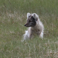 Vulpes lagopus (Renard polaire, Isatis)