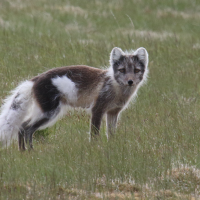 vulpes_lagopus4md (Vulpes lagopus)