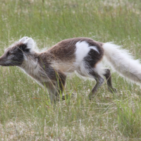 vulpes_lagopus5md (Vulpes lagopus)