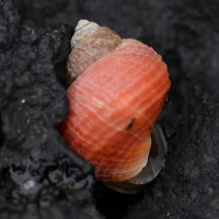 littorina_saxatilis5md