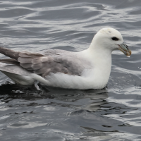 fulmar_boreal_-_fulmarus_glacialis13bd