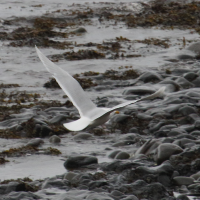 Larus glaucoides (Goéland à ailes blanches)