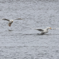 Larus hyperboreus (Goéland bourgmestre)