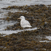 goeland_bourgmestre_-_larus_hyperboreus2md