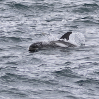 Lagenorhynchus albirostris (Dauphin à nez blanc, Dauphin à bec blanc)