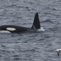 Orcinus orca (Orque, Épaulard)