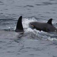 orcinus_orca2md