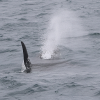 orcinus_orca_souffle1bd
