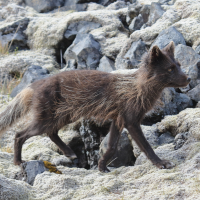 vulpes_lagopus6md (Vulpes lagopus)