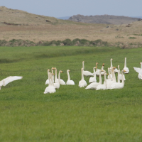 cygne_chanteur_-_cygnus_cygnus8md (Cygnus cygnus)