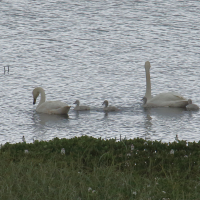 cygne_chanteur_-_cygnus_cygnus9md (Cygnus cygnus)