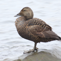 eider_a_duvet_-_somateria_mollissima7md