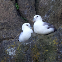 fulmar_boreal_-_fulmarus_glacialis5bd