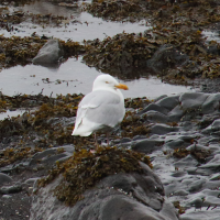 goeland_bourgmestre_-_larus_hyperboreus3md