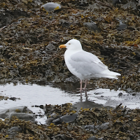 goeland_bourgmestre_-_larus_hyperboreus4bd