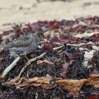 becasseau_violet_-_calidris_maritima8md (Calidris maritima)