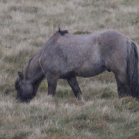 equuq_caballus_islandais2md (Equus caballus)