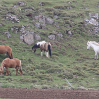 Equus caballus (Cheval islandais)