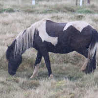 equus_caballus_islandais3md (Equus caballus)