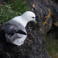 fulmar_boreal_-_fulmarus_glacialis14md