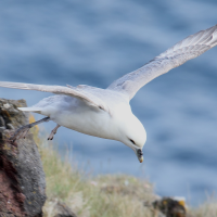 fulmar_boreal_-_fulmarus_glacialis15md