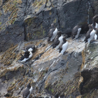 guillemot_de_troil_-_uria_aalge9md (Uria aalge)