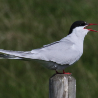 Sterna paradisaea (Sterne arctique)