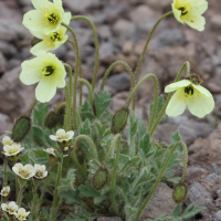 Papaver radicatum (Pavot arctique)