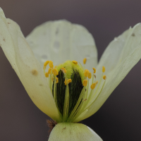 papaver_radicatum4md