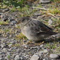 Plectrophenax nivalis (Bruant des neiges)