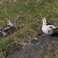 bruant_des_neiges_-_plectrophenax_nivalis4md