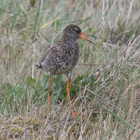 chevalier_gambette_-_tringa_totanus15md (Tringa totanus)