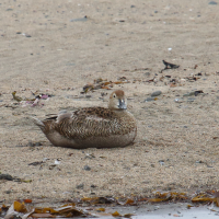 Somateria spectabilis (Eider à tête grise)