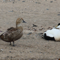 eider_a_tete_grise_-_somateria_spectabilis2md