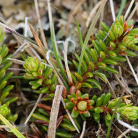 empetrum_nigrum6md (Empetrum nigrum ssp. nigrum)