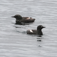 Cepphus grylle (Guillemot à miroir)