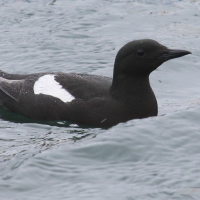 guillemot_a_miroir_-_cepphus_grylle2md (Cepphus grylle)