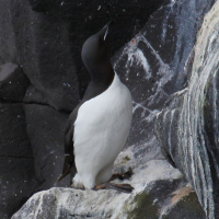 guillemot_de_brunnich_-_uria_lomvia1md (Uria lomvia)