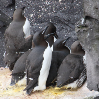 guillemot_de_brunnich_-_uria_lomvia2md (Uria lomvia)