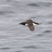 guillemot_de_brunnich_uria_lomvia3bd (Uria lomvia)