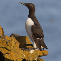 guillemot_de_troil_-_uria_aalge10md (Uria aalge)