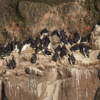 guillemot_de_troil_-_uria_aalge11md (Uria aalge)