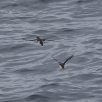 guillemot_de_troil_-_uria_aalge12mdjpg (Uria aalge)