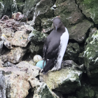 guillemot_de_troil_-_uria_aalge13bd (Uria aalge)