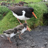 huitrier-pie_-_haematopus_ostralegus7bd