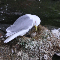 mouette_tridactyle_-_rissa_tridactyla15bd