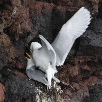 mouette_tridactyle_-_rissa_tridactyla16bd