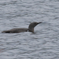 Gavia stellata (Plongeon catmarin)