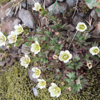 saxifraga_rosacea3md