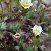 saxifraga_rosacea4md